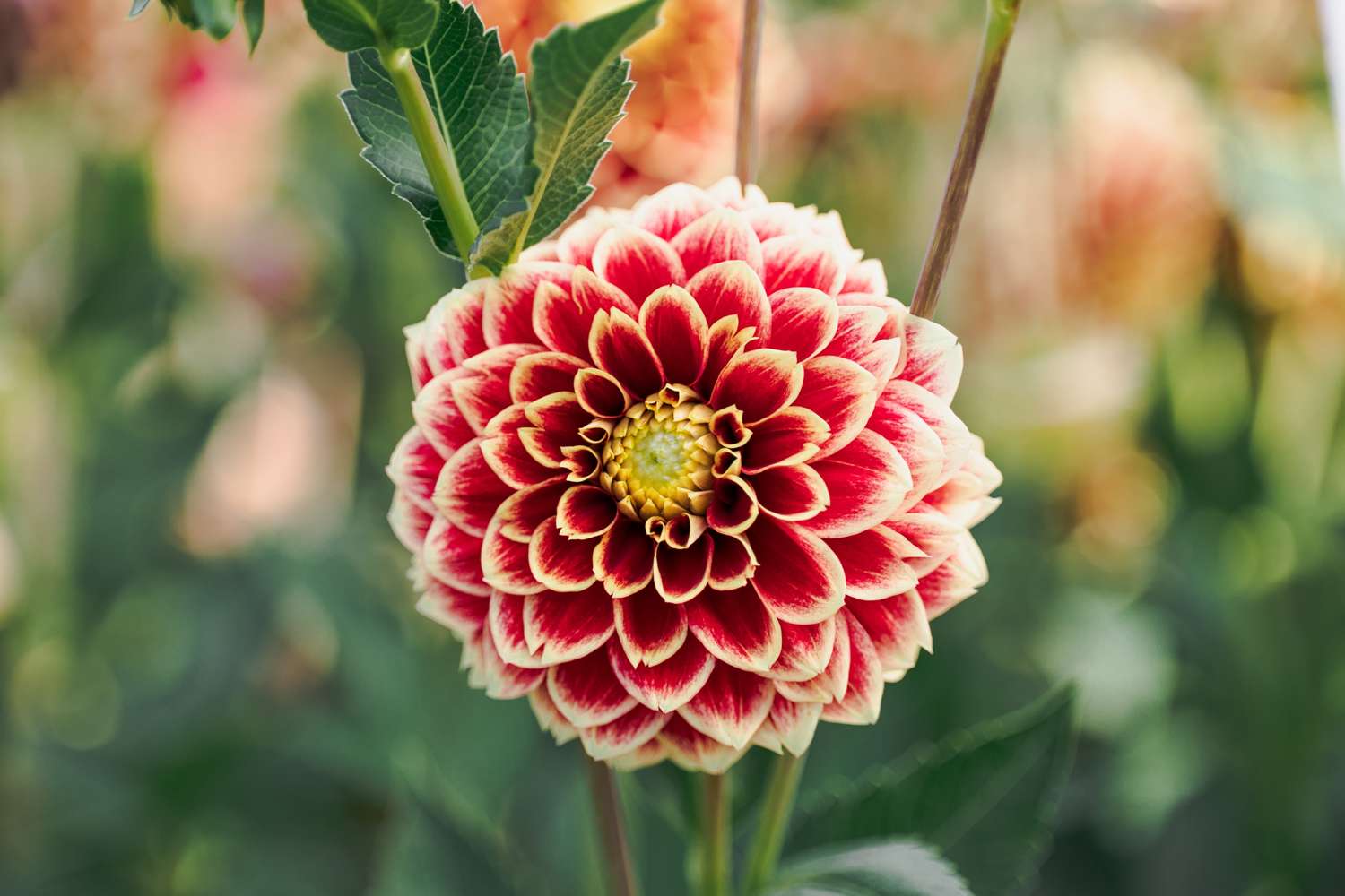 Dahlie 'Jowey Hubert'